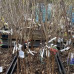 Nízkokmenná višňa stĺpovitá (Prunus cerasus) ´JACHIM´ 100-150 cm - voľnokorenná